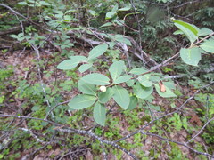 Amelanchier bartramiana