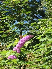 Buddleja davidii