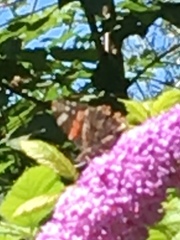 Vanessa atalanta