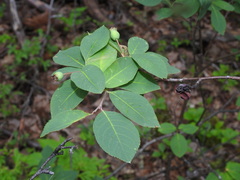 Amelanchier bartramiana