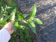 Salix lucida lucida