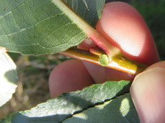 Salix lucida lucida
