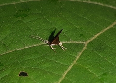 Torodorinae