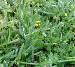 Amsinckia spectabilis