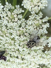 Graphomya maculata