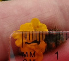 Amsinckia spectabilis