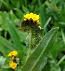 Amsinckia spectabilis