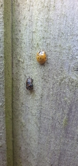 Harmonia axyridis