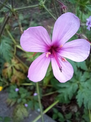 Geranium palmatum