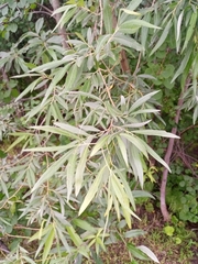 Salix viminalis