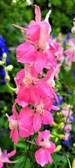 Delphinium ajacis