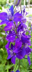 Delphinium ajacis