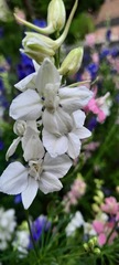 Delphinium ajacis