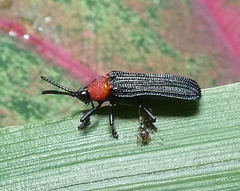Chalepus notula