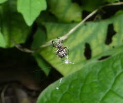 Micrathena picta