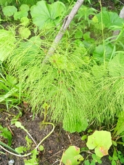 Equisetum sylvaticum