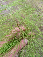 Equisetum sylvaticum