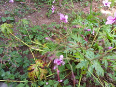 Geranium palmatum