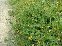 Amsinckia spectabilis