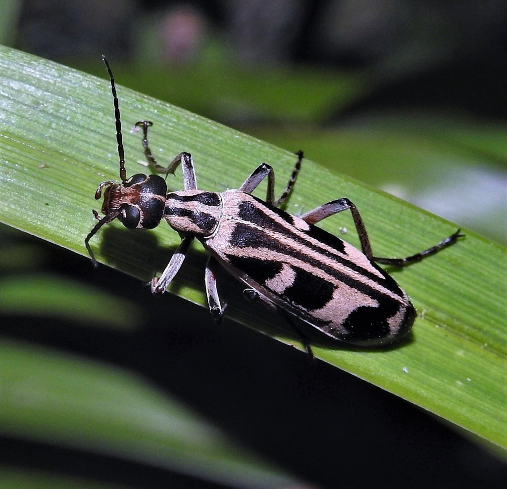 Epicauta leopardina