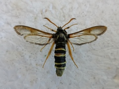 Eusphecia melanocephala