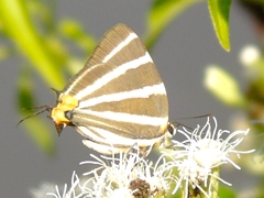 Panthiades bathildis