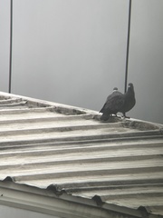 Columba albitorques