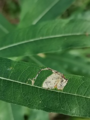 Mompha raschkiella