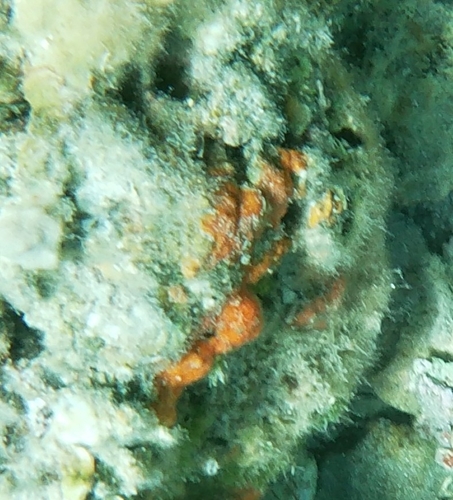 Spužve (Porifera)