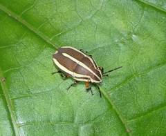 Agonosoma flavolineatum