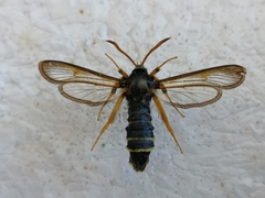 Eusphecia melanocephala