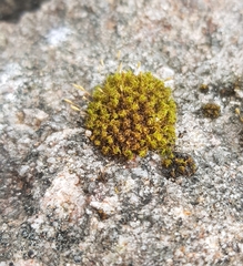 Ptychomitrium polyphyllum