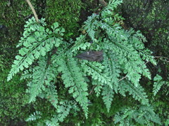 Asplenium tenuicaule