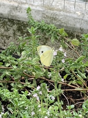 Pieris mannii