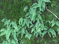 Asplenium tenuicaule