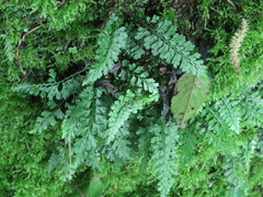 Asplenium tenuicaule