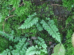 Asplenium tenuicaule