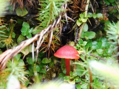 Pseudohygrocybe