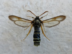 Eusphecia melanocephala