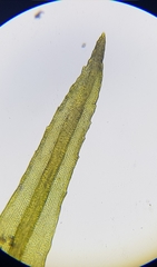 Ptychomitrium polyphyllum