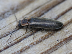 Denticollis denticornis