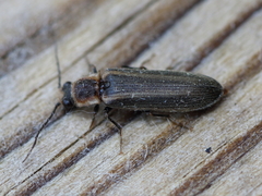 Denticollis denticornis