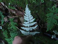 Aleuritopteris krameri