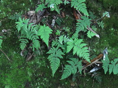 Aleuritopteris krameri