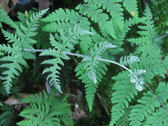 Aleuritopteris krameri