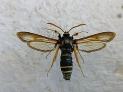 Eusphecia melanocephala