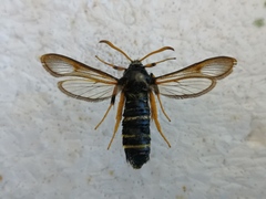 Eusphecia melanocephala