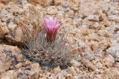 Eriosyce taltalensis