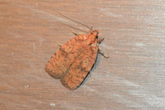 Agonopterix robiniella
