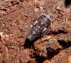 Xestocephalus tessellatus